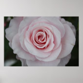 Rosa Rose Poster (Vorne)