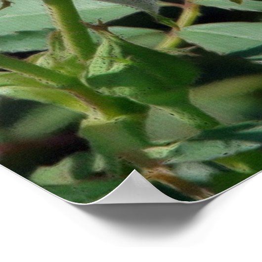 Rosa Rose Poster (Ecke)