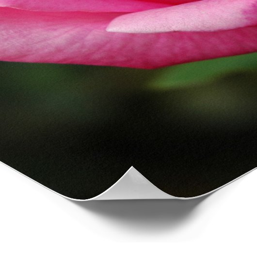 Rosa Rose Poster (Ecke)