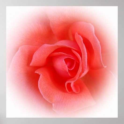 Rosa Rose Poster (Vorne)