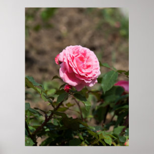 Rosa Rose Poster