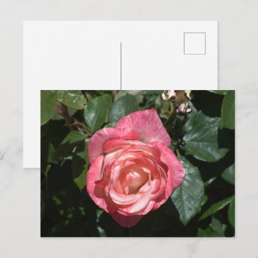 Rosa Rose Postkarte (Vorne/Hinten)
