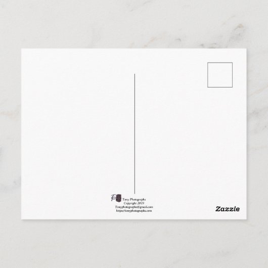 Rosa Rose Postkarte (Rückseite)