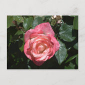 Rosa Rose Postkarte (Vorderseite)