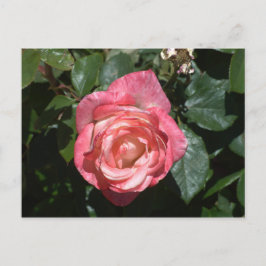 Rosa Rose Postkarte
