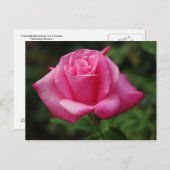 Rosa Rose Postkarte (Vorne/Hinten)