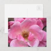 Rosa Rose Postkarte (Vorne/Hinten)