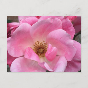 Rosa Rose Postkarte
