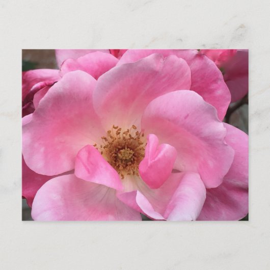 Rosa Rose Postkarte (Vorderseite)