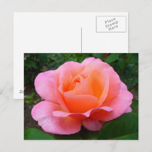 Rosa Rose Postkarte (Vorne/Hinten)