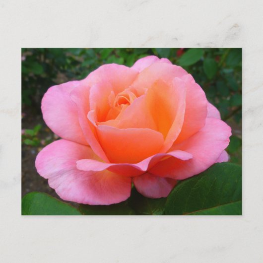 Rosa Rose Postkarte (Vorderseite)