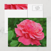 Rosa Rose Postkarte (Vorne/Hinten)