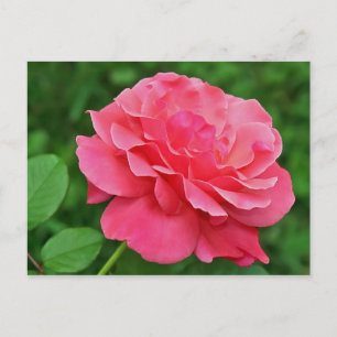 Rosa Rose Postkarte