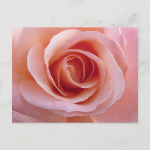 Rosa Rose Postkarte