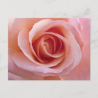 Rosa Rose Postkarte