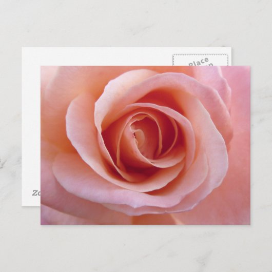 Rosa Rose Postkarte (Vorne/Hinten)