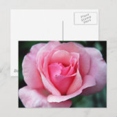 Rosa Rose Postkarte (Vorne/Hinten)