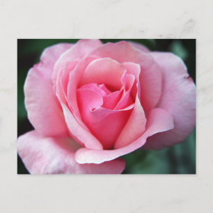 Rosa Rose Postkarte