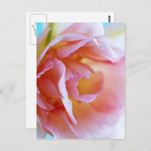 Rosa Rose Postkarte (Vorne/Hinten)