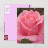 Rosa Rose Postkarte (Vorne/Hinten)