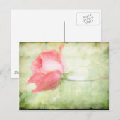 Rosa Rose Postkarte (Vorne/Hinten)