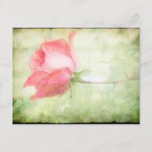 Rosa Rose Postkarte