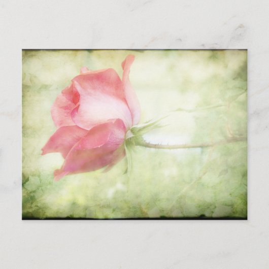 Rosa Rose Postkarte (Vorderseite)