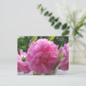 Rosa Rose Postkarte (Stehend Vorderseite)