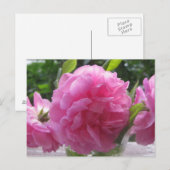 Rosa Rose Postkarte (Vorne/Hinten)