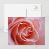 Rosa Rose Postkarte (Vorne/Hinten)