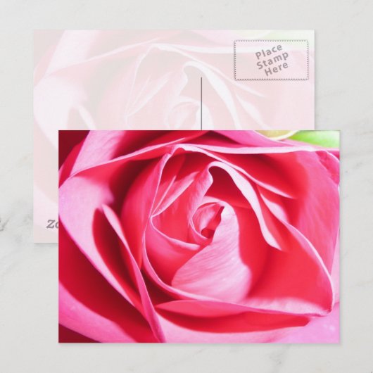 Rosa Rose Postkarte (Vorne/Hinten)