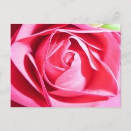 Rosa Rose Postkarte