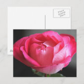 Rosa Rose Postkarte (Vorne/Hinten)