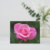 Rosa Rose Postkarte (Stehend Vorderseite)