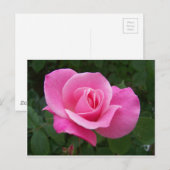 Rosa Rose Postkarte (Vorne/Hinten)