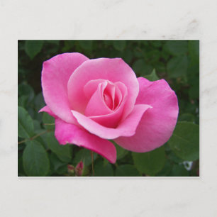 Rosa Rose Postkarte