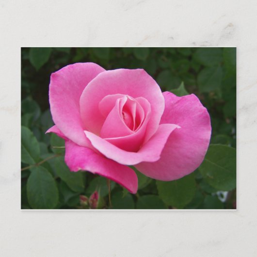 Rosa Rose Postkarte (Vorderseite)