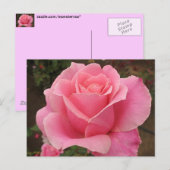 Rosa Rose Postkarte (Vorne/Hinten)