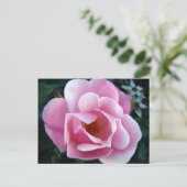 Rosa Rose Postkarte (Stehend Vorderseite)