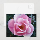 Rosa Rose Postkarte (Vorne/Hinten)