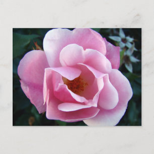 Rosa Rose Postkarte