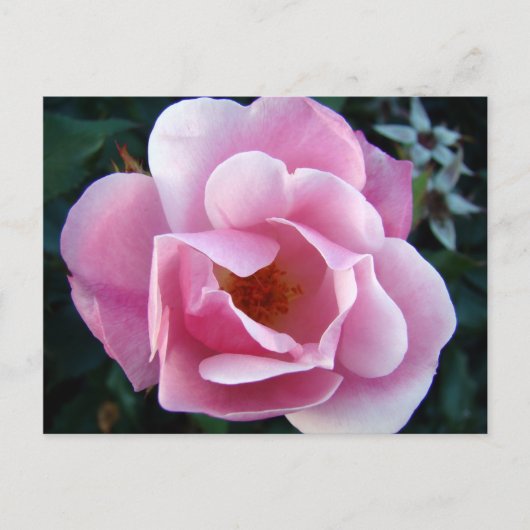 Rosa Rose Postkarte (Vorderseite)