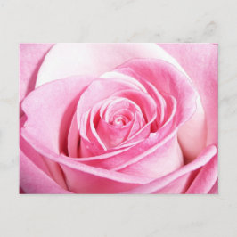 Rosa Rose Postkarte