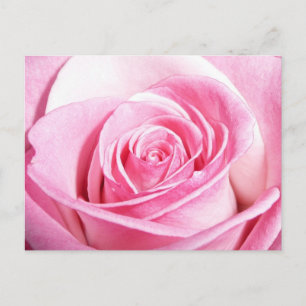 Rosa Rose Postkarte