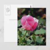 Rosa Rose Postkarte (Vorne/Hinten)