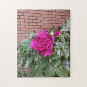 Rosa Rose Puzzle