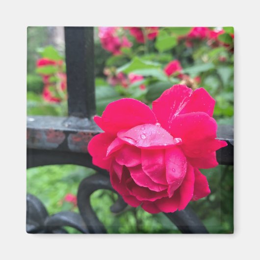 Rosa Rose Raindrops Dew Garden Gate Foto Magnet (Vorne)