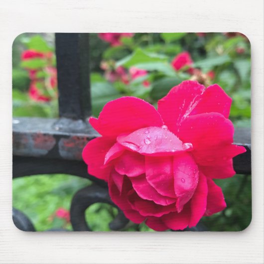 Rosa Rose Raindrops Dew Garden Gate Foto Mousepad (Vorne)