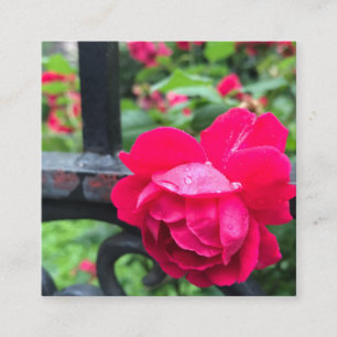 Rosa Rose Raindrops Dew Garden Gate Foto Quadratische Visitenkarte