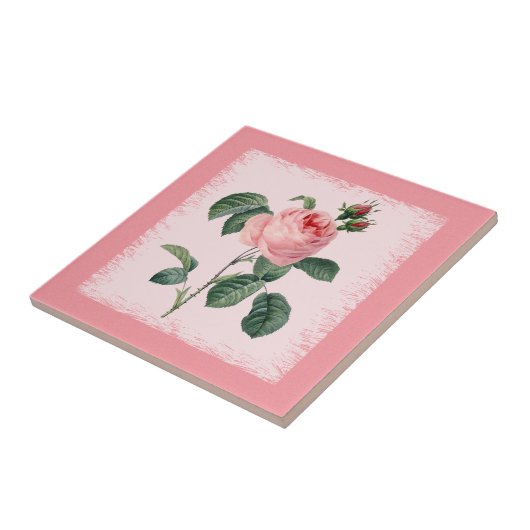 Rosa Rose Redoute Keramik-Fliese Fliese (Seite)